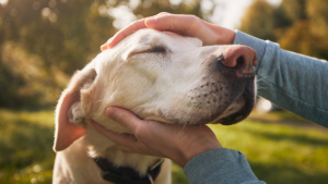 Hand petting yellow labrador retreiver with content look on face