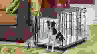 A small dog sitting in a dog crate.