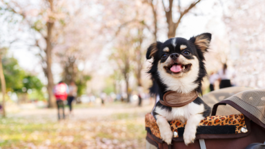 Dog in a pet stroller in the park.