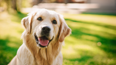 Dog in a yard.