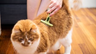 brushing an orange and white cat with the safari undercoat rake