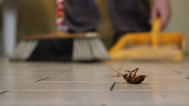 A cockroach on the floor being swept up with a broom.