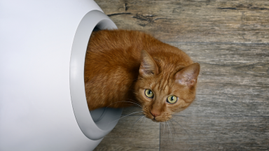 Cute cat poking its head out of a self-cleaning litter box.