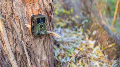 Trail camera set up on a tree.